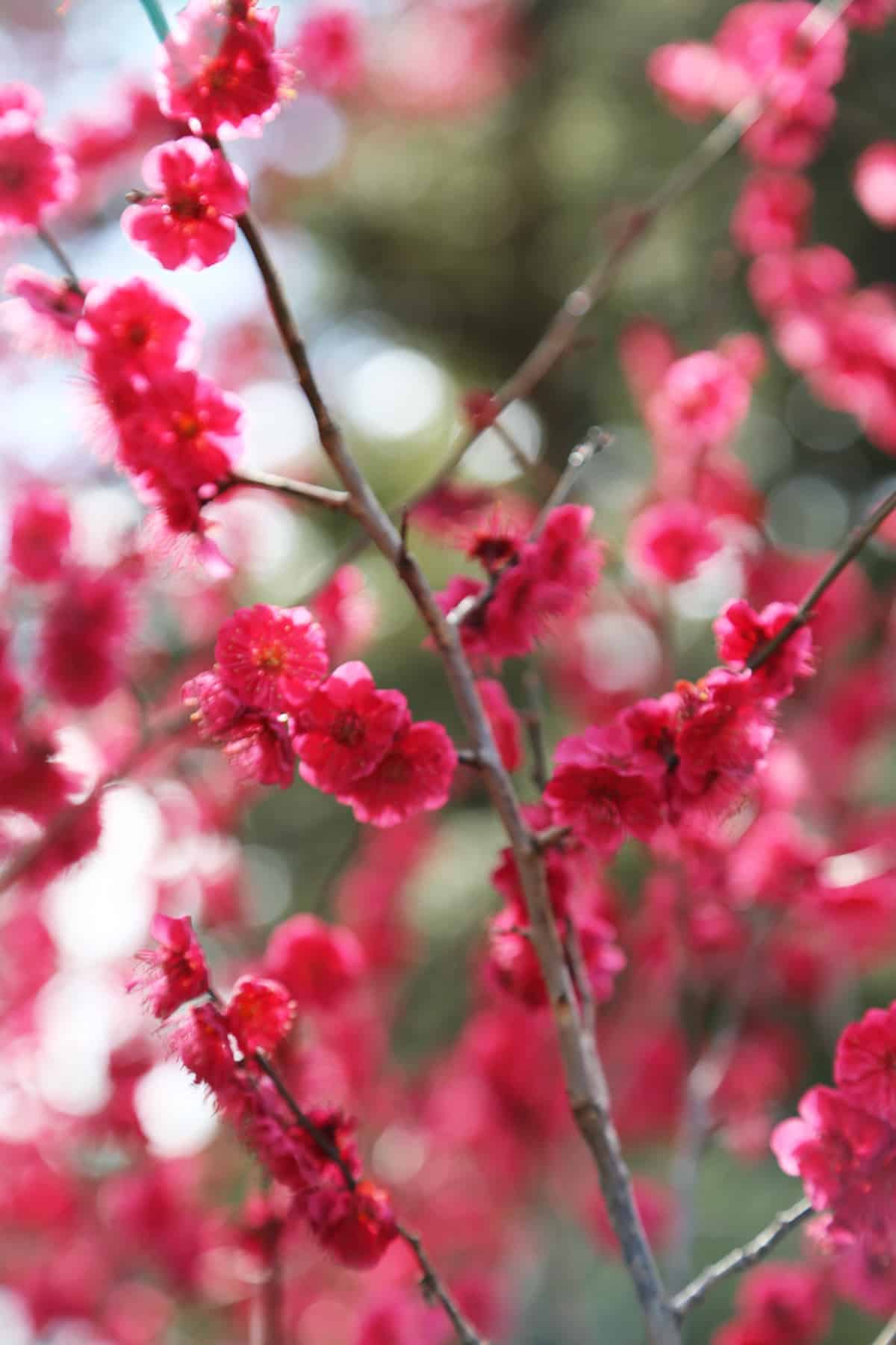 Vertical photograph of Pinkish red, cherry blossom blooms in Spring, with Gren background, photographed at the San Fransisco Botanical Gardens, 2017