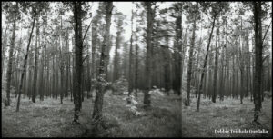 Black and white tripdych photograph of trees in the forest
