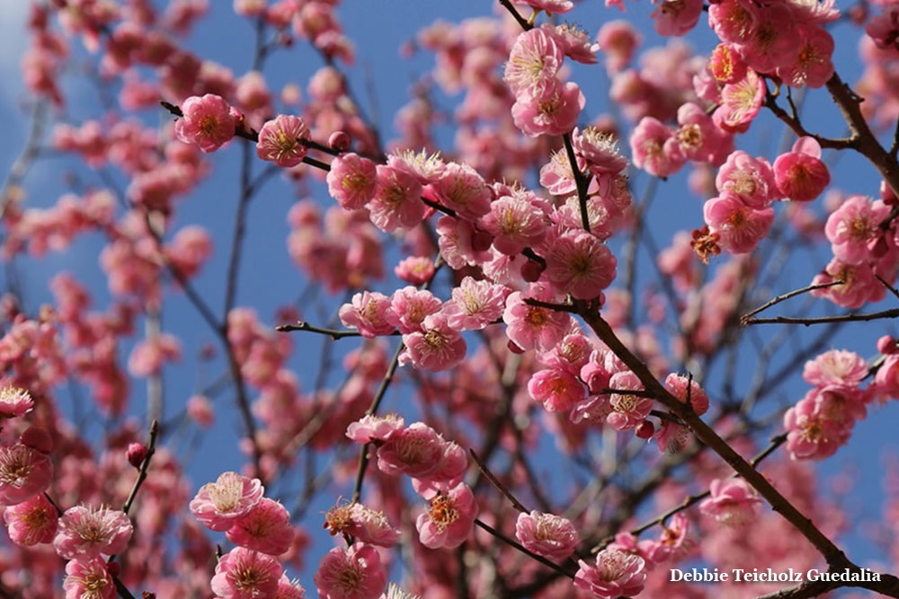 Many Pink Cherry blossom blooms still attached to branches,in Spring, with blue sky background, photographed at the San Fransisco Botanical Gardens, 2017
