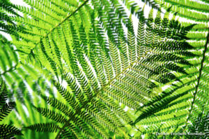 Close up of Green Web-like Ferns, Conservatory at the New York Botanical Garden, 2020