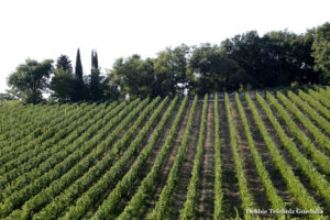 Green Rows of Vines, in Vineyards, Tuscany, Italy, 2019