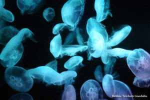 Blue and Purple Jellyfish, Seattle Auquarium