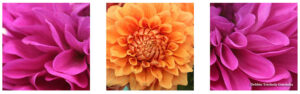 Close up of Three Dahlias, Magenta and Orange petals in one photograph